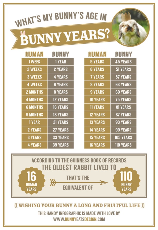 bunny-years1