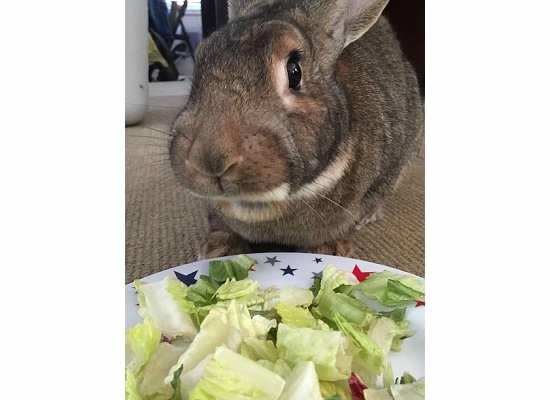 bunny food