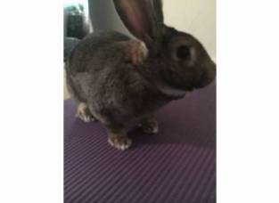 bunny yoga 2