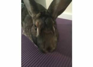 bunny yoga